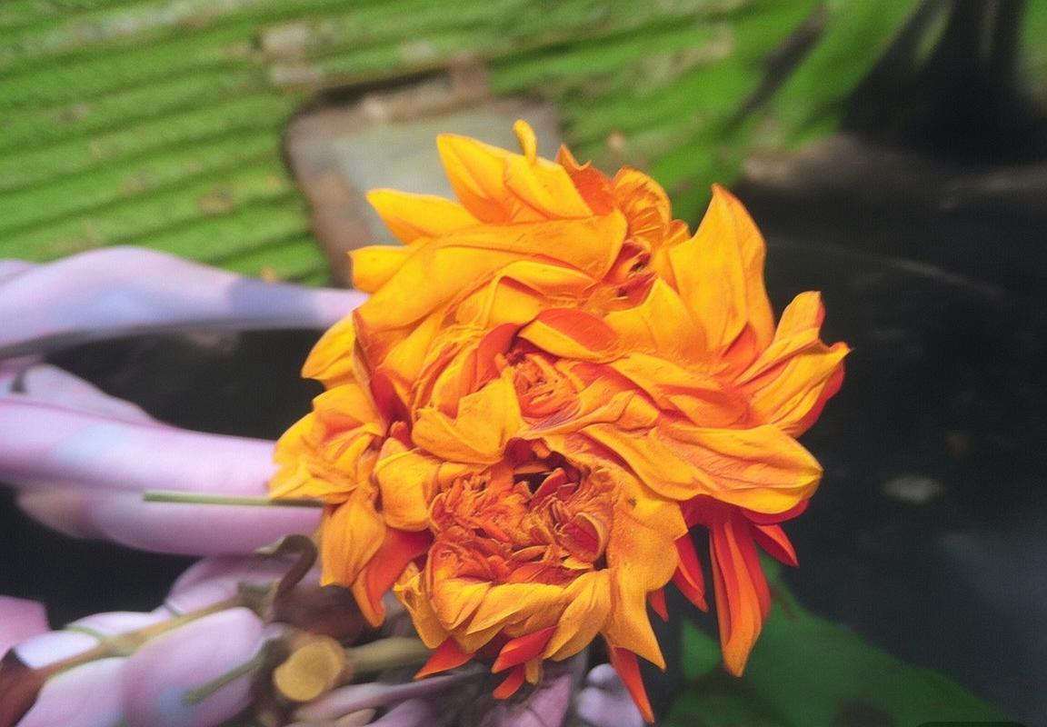 2018赛季利物浦vs布莱顿：战术对决与胜负悬念解析(图3)